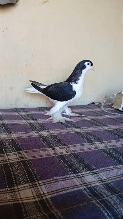 Lahore Sherazi pigeon(chick) 03185461922