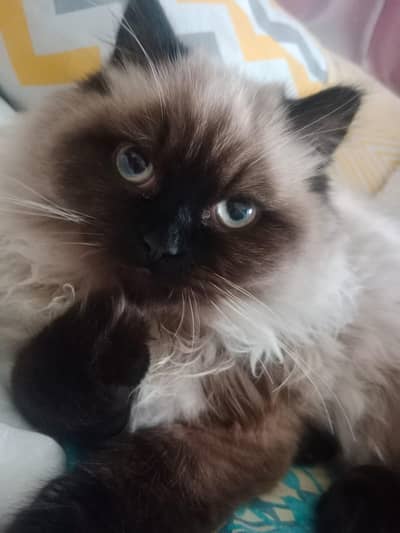 Himalayan ragdoll