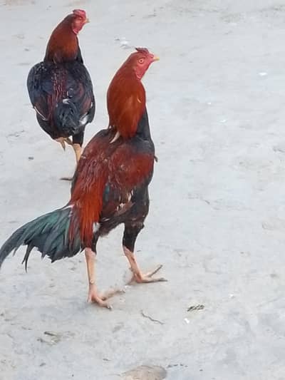 Boht hi Kam kimat men