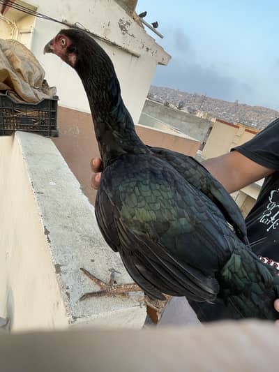 Breeder pair (1 murga 2 murgi) with 13 chiks one month old