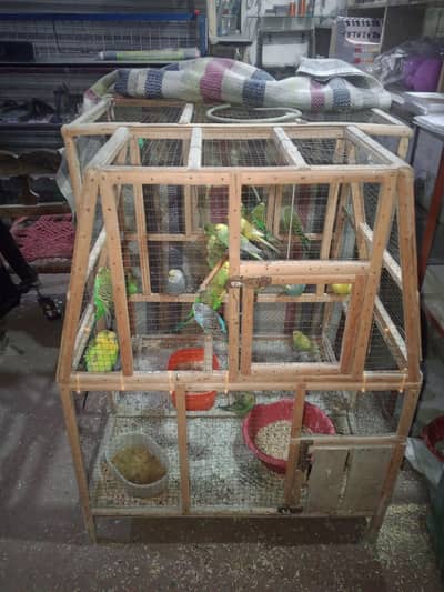 24 budgies Parrots with free cage and free feed cleaner