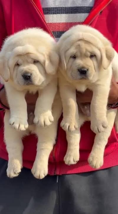 labrador puppies 03425655411