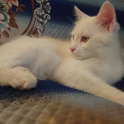 Persian kitten litter trained