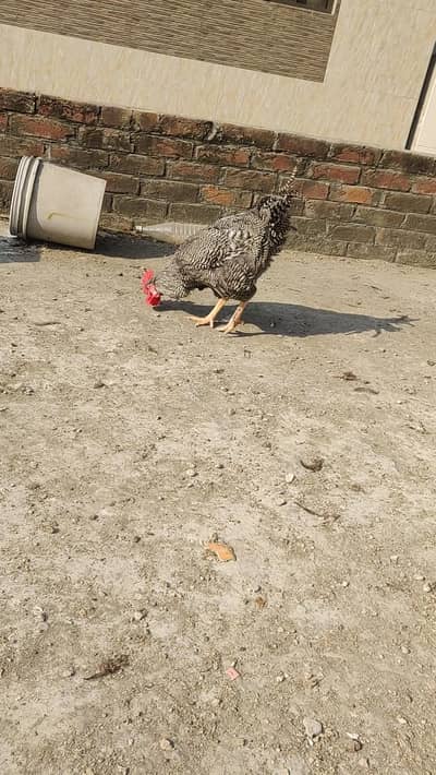 Plymouth chicks available