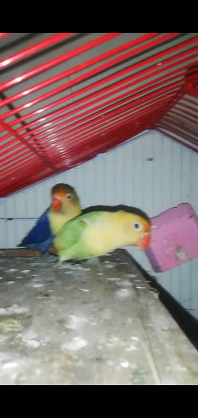 love birds breeder pair for sale