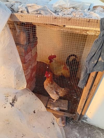 1 pair hen breeder