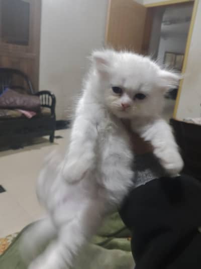 Persian kittens