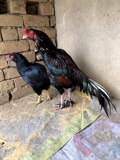 03339121155 only murga for sale lasani nasal hay 15 say Kam nahi hga