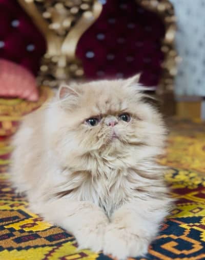 cfa strong bloodine male kitten triple coated healthy nd active l