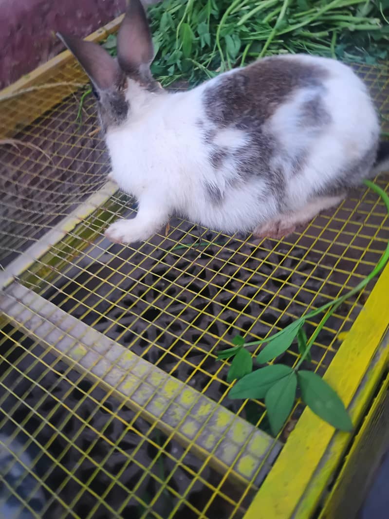 rabbit 1