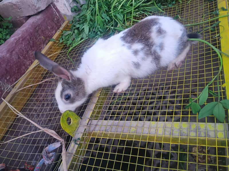 rabbit 2
