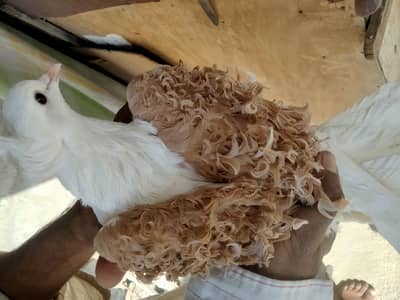 fancy pigeons/kabotar . Frillback female, Morehead female, German  owl