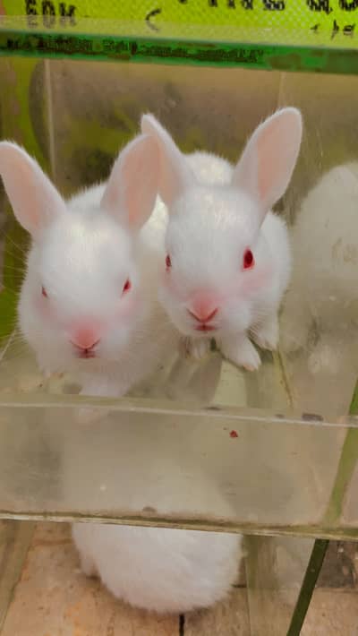 RABBIT BABIES RED EYES FOR SELL
