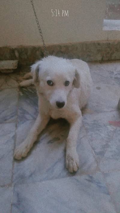 Russian domestic Bitch 