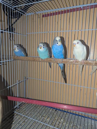 budgies red eye