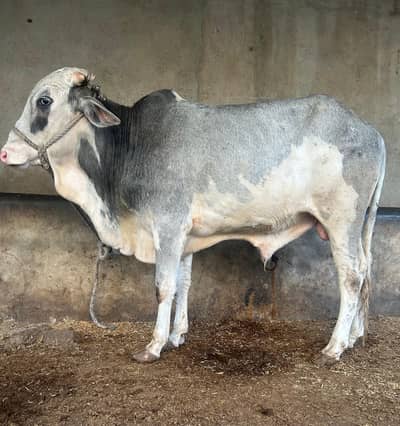 pakka kheera Gulabi bachra. Qurbani 2026