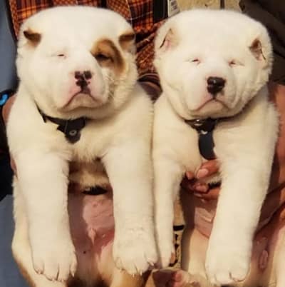Alabai Pair / Alabai Dog /king Alabai Pair security dog for sale