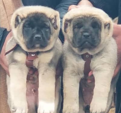 king kurdish kangal Dog /security dog / kurdish kangal pair for sale