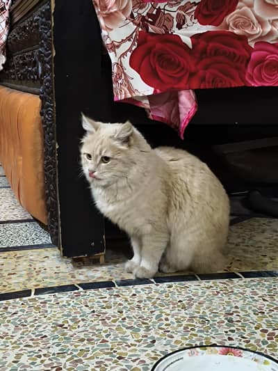 double caoted persian cat