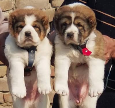 Alabai Pair / Alabai Dog / king Alabai Pair security dog for sale