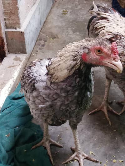 Both male chitri mitri color full energetic healthy