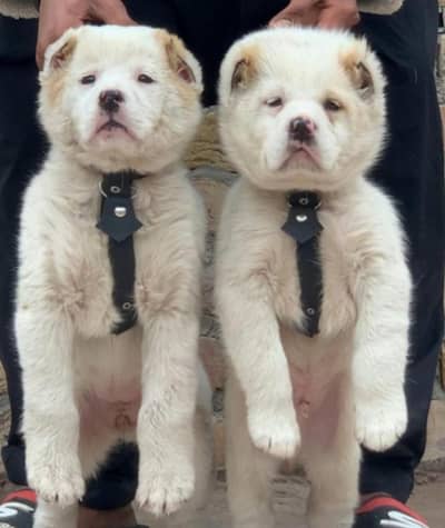 Alabai Pair / Alabai Dog / king Alabai Pair security dog for sale