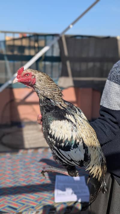 java high quality bird