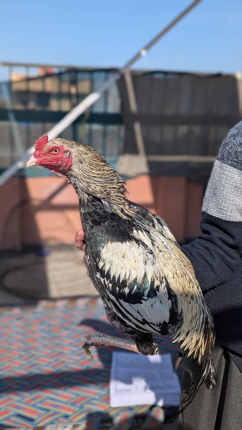 java high quality bird 0