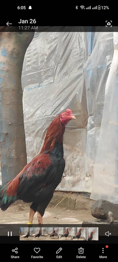 lakha jing mianwali aseel high quality for sale