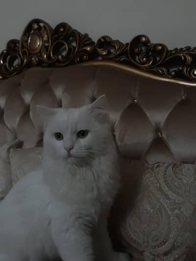 persian Cat triple coat