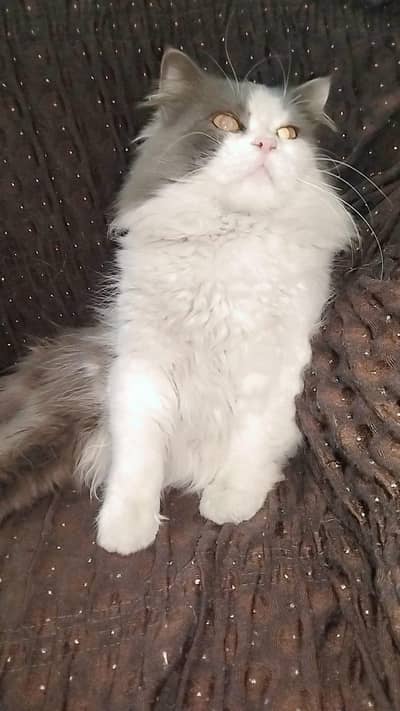 Russain Cat (03341757214)