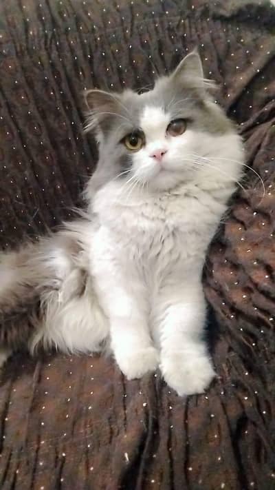 Russain Cat (03341757214)