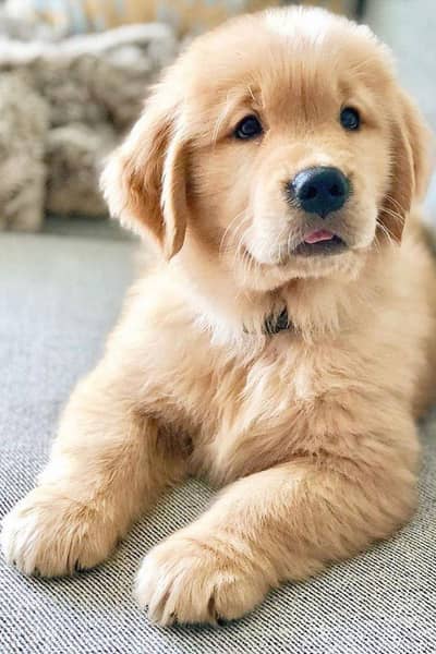 golden retriever puppy 03425655411