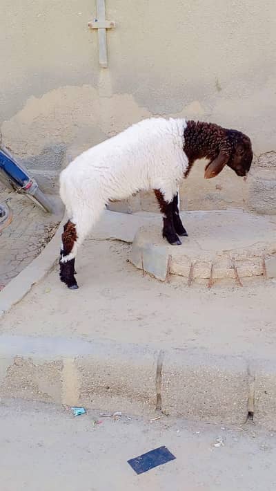 Dumba For Sell: 0302-2709261.