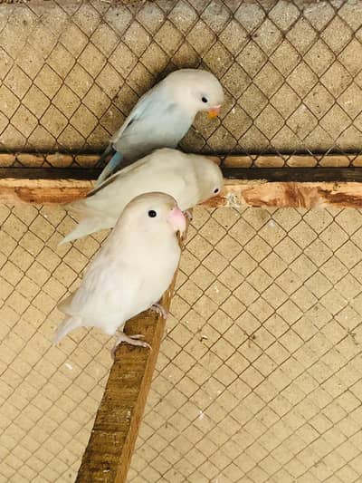 Love birds pair albino red eye blu dilute opline