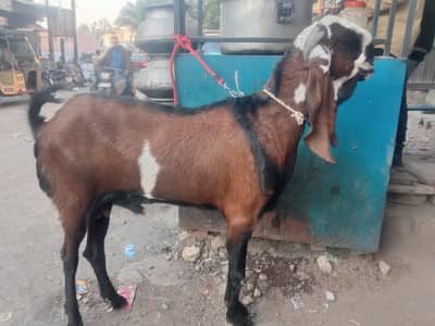 mashAllah khusbsruat pure nagra nasal