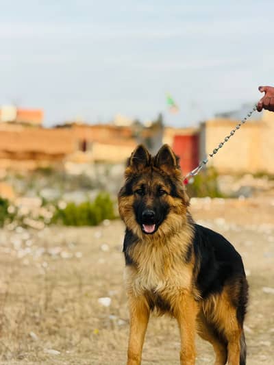 German shepherd | GSD | pedigree | male | double coated gsd