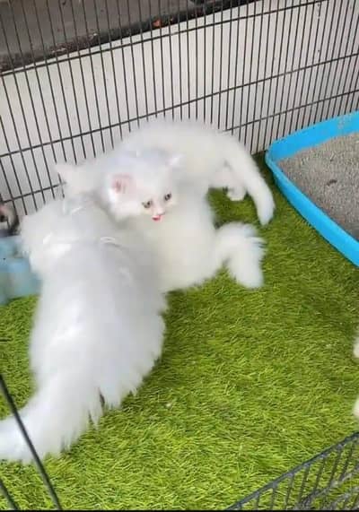 Persian cat available my WhatsApp 0342==2674===914