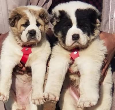 king Alabai / Alabai Dog / king Alabai male security dog for sale