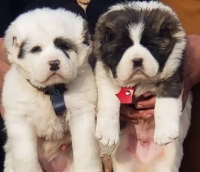 Alabai Pair / Alabai male Dog / king Alabai security dog for sale