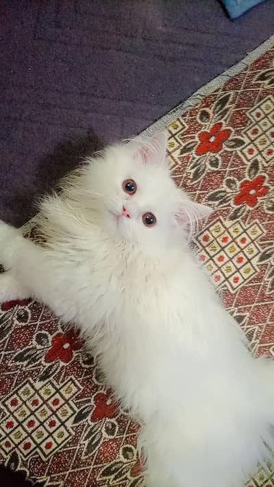 4 Months Old Healthy Male Kitten for Sale 