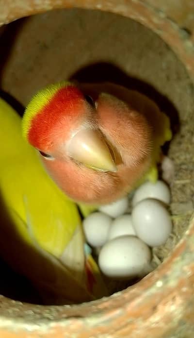 Breeder Latino pair for sale +923267409123