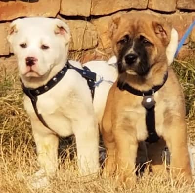 King alabai dog pair 2 months for sale security dog