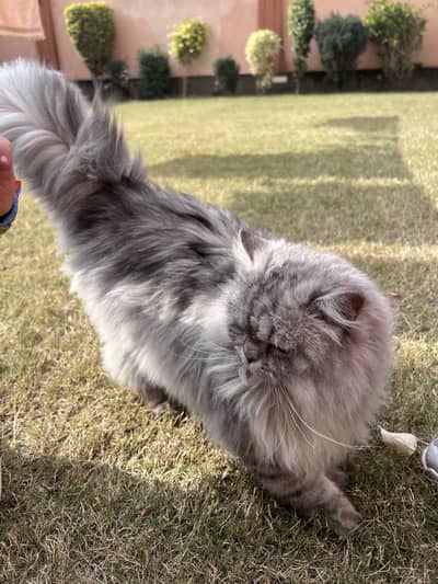 Persian Male cat