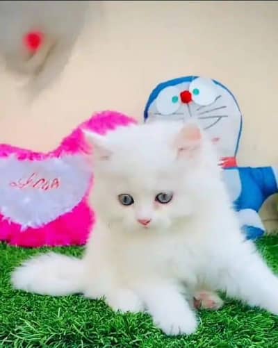 Persian cat available my WhatsApp 0342===2674===914