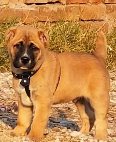 king kurdish kangal Dog /security dog / kurdish kangal pair for sale