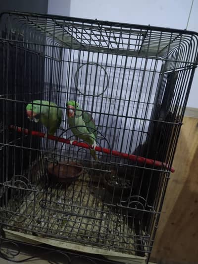 talking pair and breed also