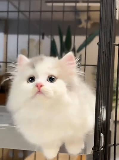 Persian cat kitten for sale my WhatsApp 03493839133