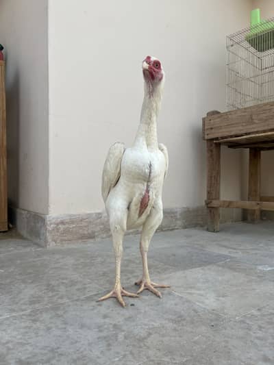 White king shamo eggs and chicks