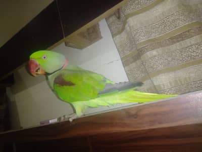 Alexander parrot